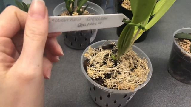 Адаптация каттлей с открытой корневой от Floralia, HB - 101 смотреть онлайн