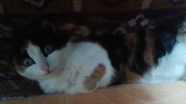 У меня под диваном завелась кошка (часть 1) смотреть онлайн