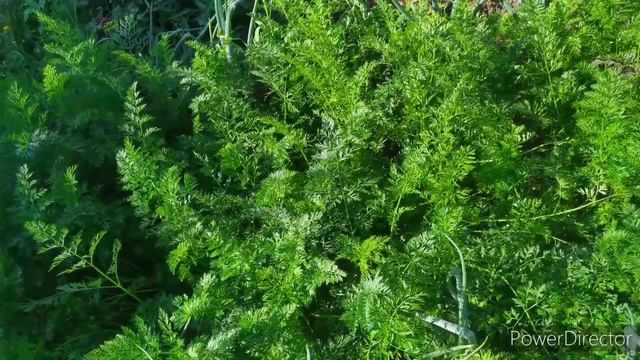 Не вкусная, не сладкая морковь смотреть онлайн