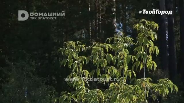 Пациент психоневрологического интерната пропал. смотреть онлайн