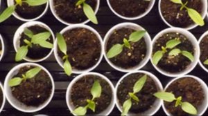 Особенности выращивания томата сорта Буденовка