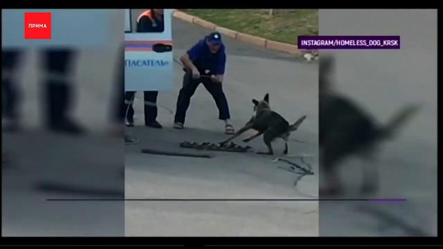 Как попасть в службу спасения животных? смотреть онлайн