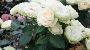 Роза БЛАНШЕТТ (BLANCHETTE), Спрей ‐ Tantau Германия, 2004 г.