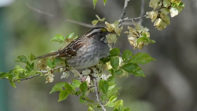 White throated Sparrow,Zonotrichia albicollis feeding смотреть онлайн