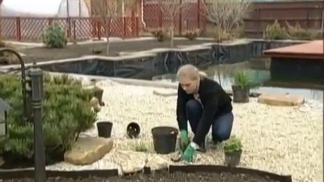 Дачные истории.Растим ландыши, высаживаем огурцы.Хрустящий сыр с листьями салата. смотреть онлайн