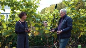 Виноград. Лучшие зимостойкие сорта. Северное виноградарство.