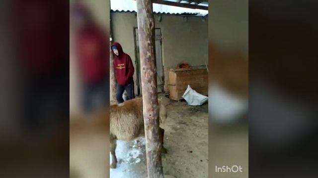 📲+996700773502 цена 30000 и 25000сом баранчики авган, Талас.обл | авган койлору смотреть онлайн