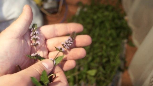 Мята перечная белая, мята перечная черная, мята колосистая или садовая смотреть онлайн