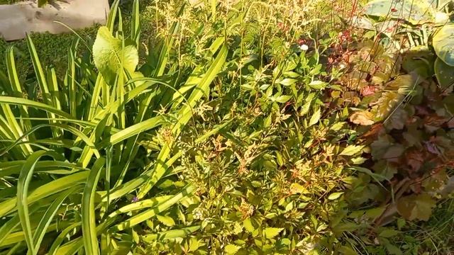 Жаркие выходные. Готовим свекольник на даче. Собрали первую клубнику. смотреть онлайн