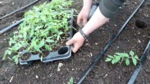 Монастырская теплица 24.04.2024 года.