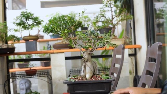 How to turn a Ginseng Ficus into a real Bonsai Tree смотреть онлайн