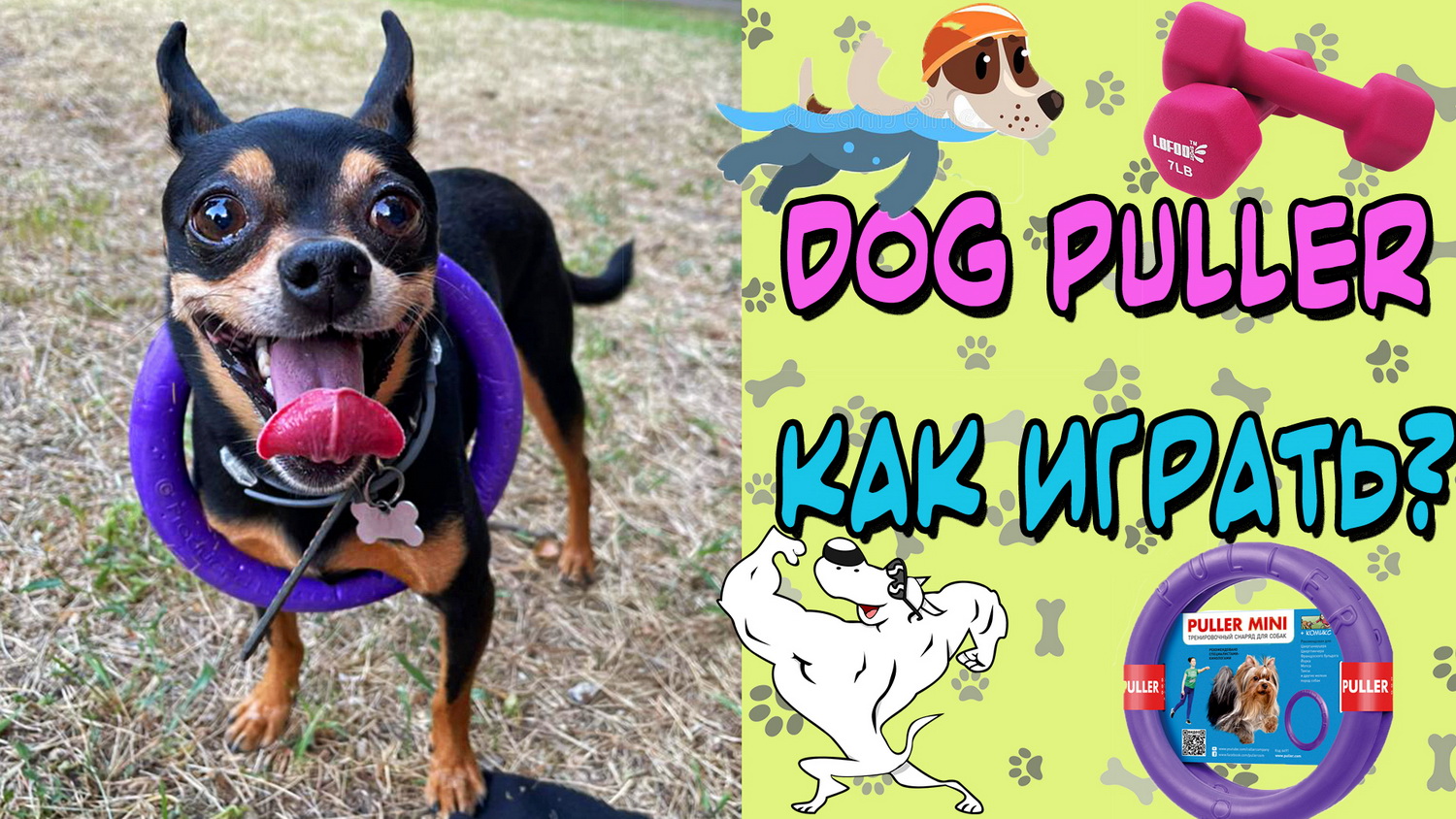 Dog puller: фитнес для собак или как вымотать той терьера за 20 минут смотреть онлайн
