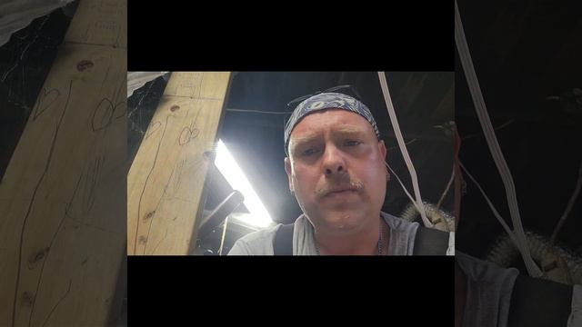 Agave fermentation questions. смотреть онлайн