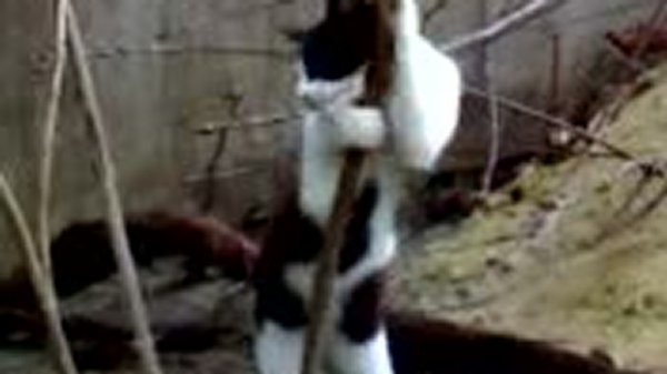 Кот стриптизер