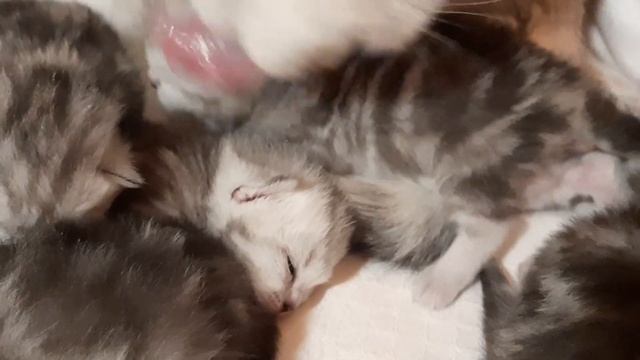 9-ый,10-ый день.Котята открыли глазки. смотреть онлайн