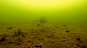 Изучаем животных. Животные рек и озер для детей.Развивающее видео для детей.