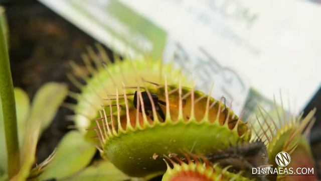 Хищное растение Венерина мухоловка выращивать - flytrap - Дионея (Dionaea muscipula) - DIONAEAS.COM смотреть онлайн