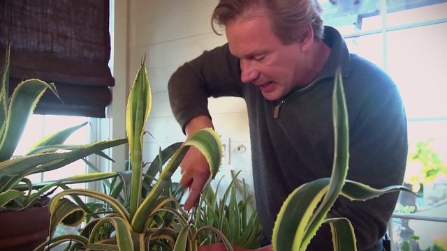 Agave Cactus Care | At Home With P. Allen Smith смотреть онлайн