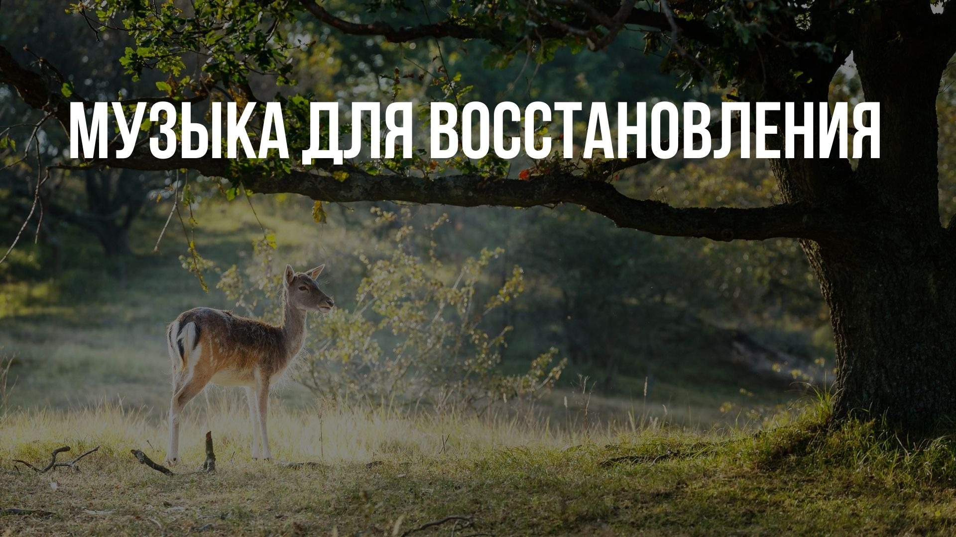 Нежная спокойная музыка для отдыха, для Души, для здоровья восстанавливает нервную систему смотреть онлайн