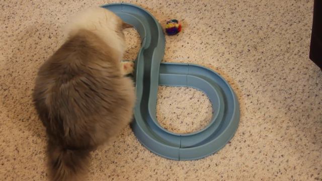 Tyco: Blue-Mitted Ragdoll Cat Plays With Turbo Track смотреть онлайн