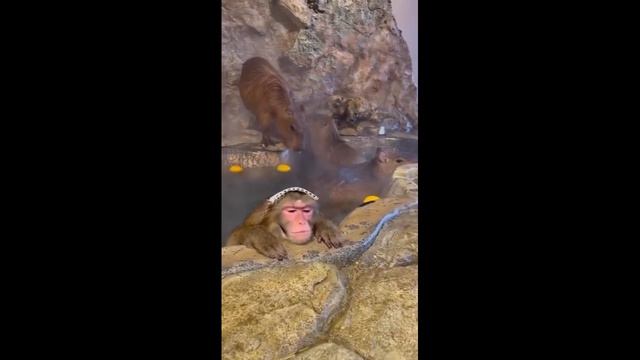 Animal planet: So cute animals…/05.02.23 12:29 смотреть онлайн