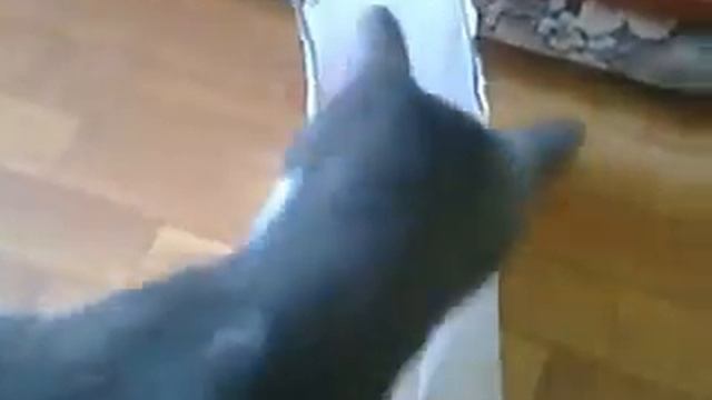 Кошка Даша достаёт мышку с пакета. смотреть онлайн