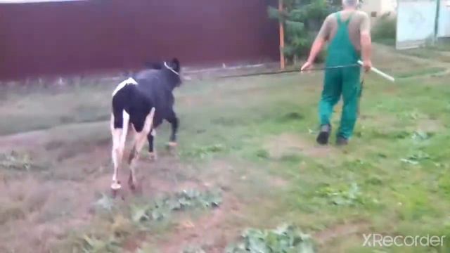 Заводим бычков домой😀 смотреть онлайн