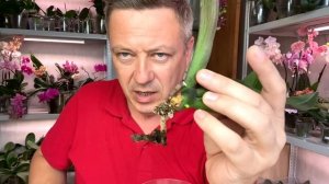 КОРНИ ОРХИДЕИ ЛЕГКО НАРАЩИВАЕМ с НУЛЯ простой и верный способ вернуть корни орхидей