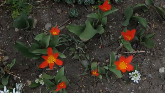 Tulipa kaufmanniana 'Scarlet Baby' смотреть онлайн