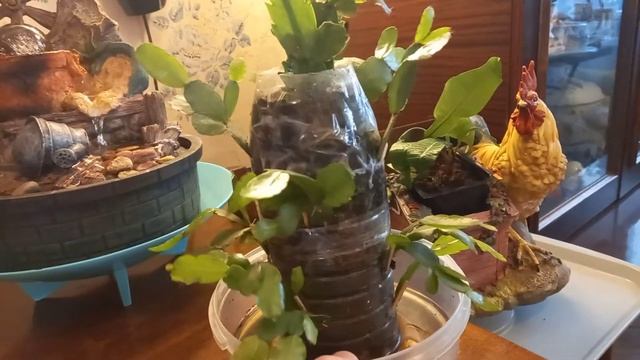 ПОЛИВ КАКТУСОВОГО ДЕРЕВА. смотреть онлайн