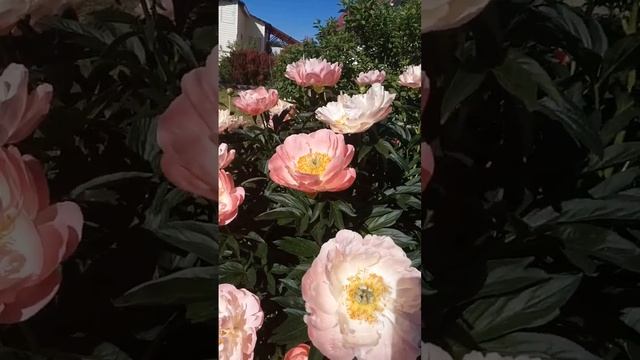 Пионы/ Ранние сорта/ Pink Coral Howaiian смотреть онлайн