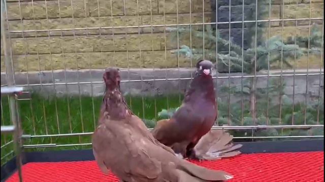 Любимые голуби шикарно летают. Двухчубые голуби. Tauben. Pigeons. Palomas. Pombos. 비둘기. کبوترها.