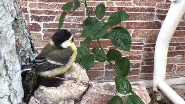 Аист, птенец синицы - первый выход из гнезда #shorts смотреть онлайн