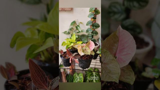 Syngonium Strawberry Ice #indoorplants #syngoniumstrawberryice смотреть онлайн