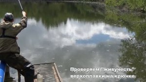 Окунь на живца. Ловля окуня на верхоплавку. Рыбалка на пруду  Окунь на удочку