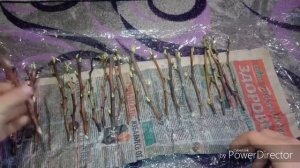 Черенкование малины методом буритто ч1