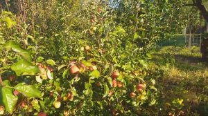 Урожайность, которая завораживает. Яблоня сорт зимний Пинова (apple Pinova)