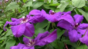 Клематис Даниэль Деронда. Уникальный проект. Дачные картинки.