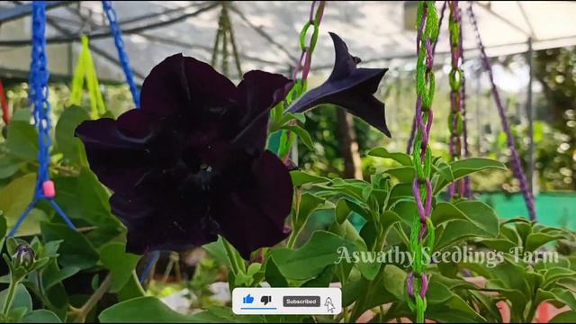 Hybrid and Naadan Petunia plant Sale | Black Petunia | Gardening in Malayalam | смотреть онлайн