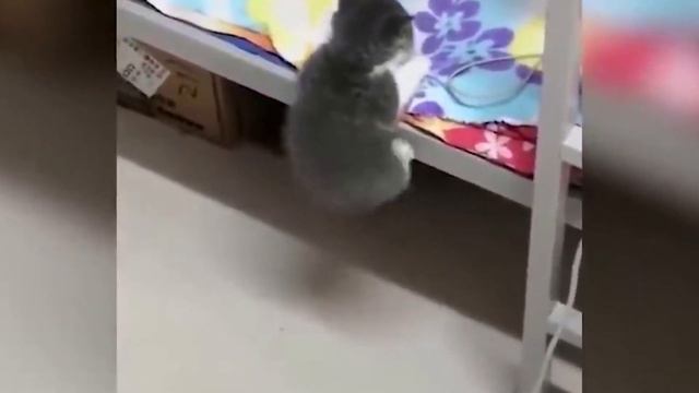 🐶 Самые смешные видео про животных 🐱 в 2020, если засмеялся - проиграл челлендж! смотреть онлайн
