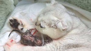 Кошка рожает первый раз 5 котят, но один котенок умер ?