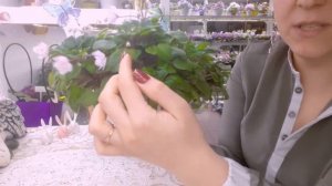 Какой размер горшка нужен для трейлерной фиалки? Как понять что пора пересаживать трейлерную фиалку