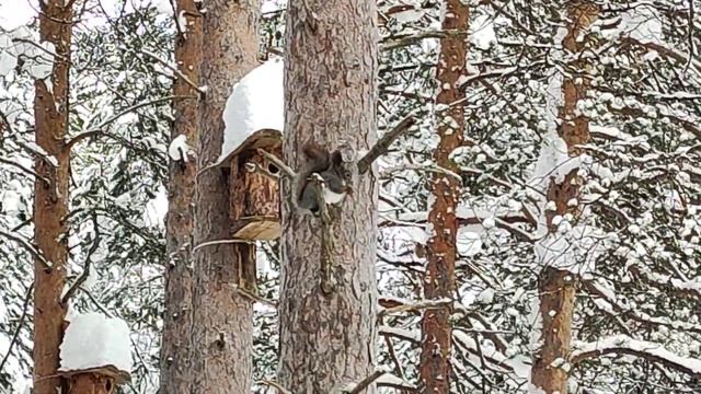 Белка в зимнем лесу смотреть онлайн