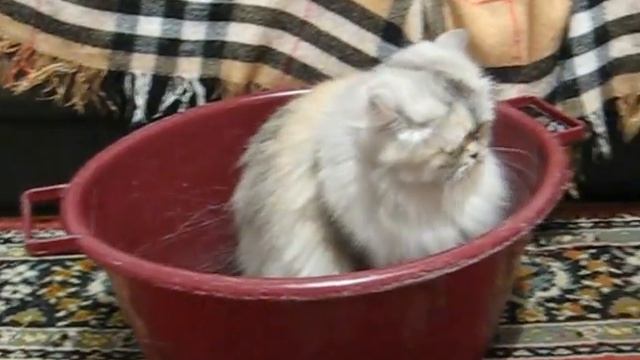 Русский той-терьер против Персидской кошки! смотреть онлайн