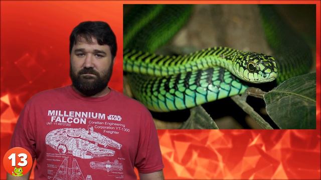 25 Most Dangerous Animals In The World смотреть онлайн