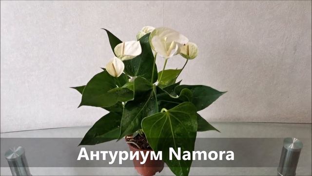 Антуриум Namora смотреть онлайн