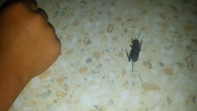 Появились медведки смотреть онлайн