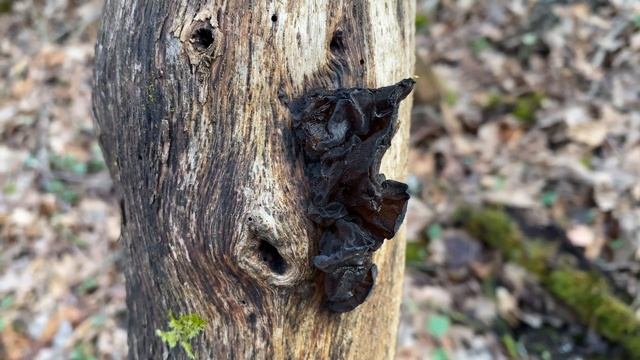 Exidia glandulosa, March 12, 2023 смотреть онлайн