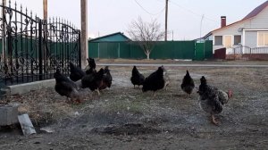 Куры юрловские голосистые