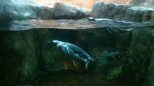 Московский Зоопарк. "ЧТО Я ЗА ПТИЧКА?" ВЕДЬ ВСЯКОЕ ТВОРЕНИЕ ПРЕКРАСНО. смотреть онлайн